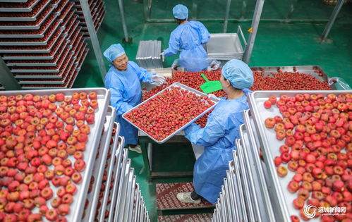 聞喜縣陽隅鎮 深加工賦能鮮果產業，小水果撬動鄉村大振興